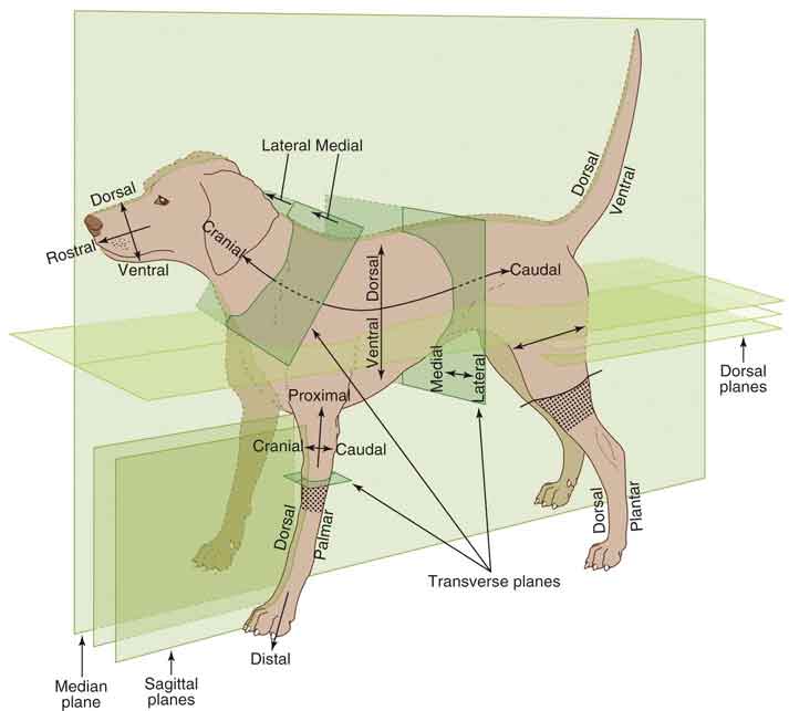 Plan de mouvement canin