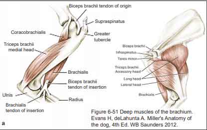 Le système musculaire canin