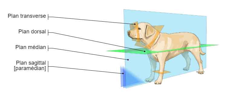 Plan de mouvement canin