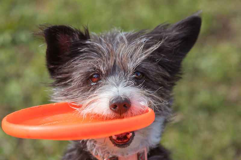 "Mon chien est fou de sa balle". "Quand elle a son pouic préféré, plus rien n'existe". "Il pourrait mourir pour son frisbee !". "En balade, il me ramène tous les bâtons !". "Elle pourrait jouer toute la journée !" Si ces phrases vous semblent familières, c'est que beaucoup de chiens (souvent des chiens de berger ou terriers, mais pas que) vouent un véritable culte aux "baballes" et autres jouets. C'est leur instinct qui parle, et la vie/la pratique de leurs maîtres les a souvent renforcés dans ce sens. La balle, c'est comme le chocolat ou l'alcool. Cela peut être très agréable, convivial et réconfortant, ou néfaste pour la santé et totalement addictif. Tout dépend de l'usage que l'on en fait ! Il y a une grande polémique en ce moment sur les jeux de balle. Certains maîtres n'y prêtent que peu attention, et rendent leur chien totalement accro sans le vouloir, et sans voir les méfaits engendrés par leur jeu quotidien sur le physique et le mental de leur compagnon. Certains éducateurs, au contraire, sont plutôt pour tout supprimer par mesure de précaution, afin d'éviter les risques liés à cette "passion" (développement de la prédation, addiction, montée du stress...). Mon but est de présenter une voie médiane facile à emprunter pour les propriétaires de chiens. Pour leur permettre de jouer avec leur chien tout en respectant leur physique et leur mental. Cette conférence est faite pour vous donner les clés, à vous, professionnels ou propriétaires de chiens sportifs, pour vous aider à réguler la pratique des jeux de lancer. On peut même faire de la balle un excellent outil pour aider les chiens impulsifs ou prédateurs à mieux se contrôler !
