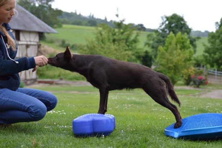 Fitness canin : tout pour bien débuter
