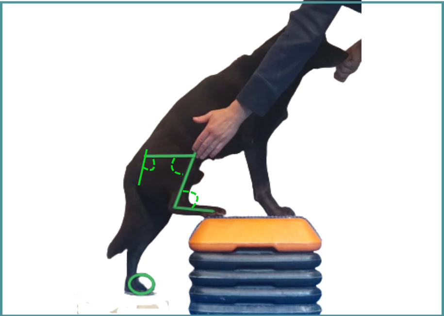 Flexion du membre postérieur droit